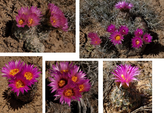 pink flowering pincushion variety