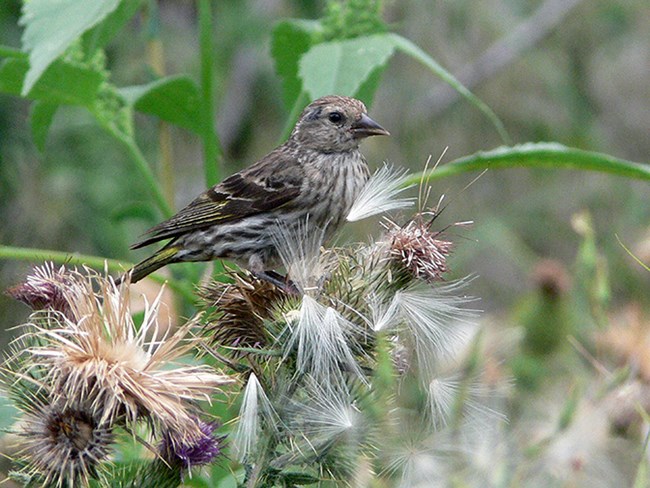 pine siskin eats seeds