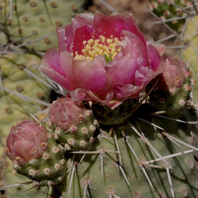hedgehog prickly pear cactus
