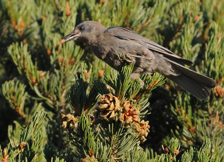 piñon jay