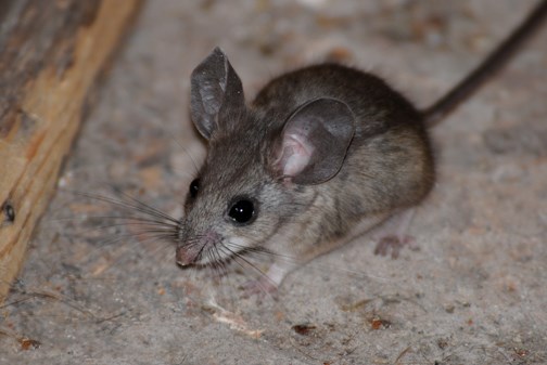 pinyon deermouse