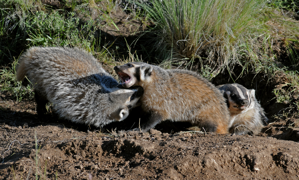 www.nps.gov/band/learn/nature/images/play-fight.jpg