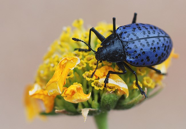 pleasing fungus beetle