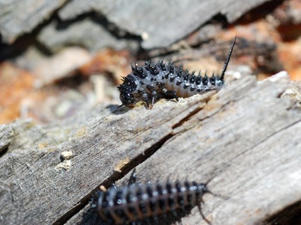 Pleasing Fungus Beetle larvae