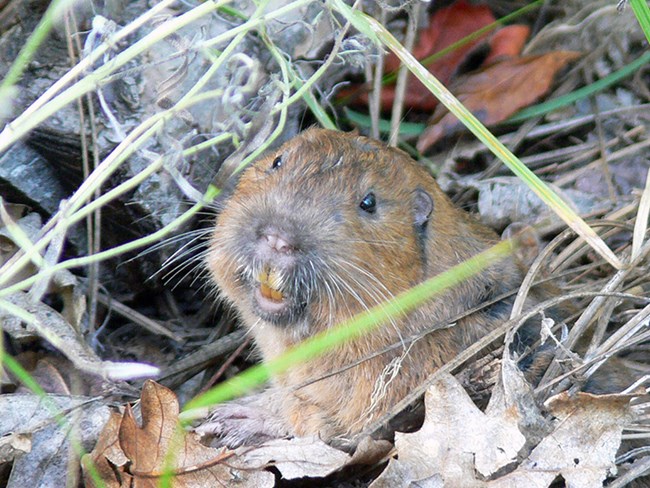 pocket gopher face