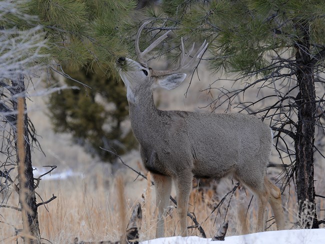 ponderosa eating buck