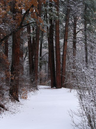 Ponderosa forest