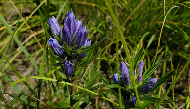 clustered tubular purple flowers