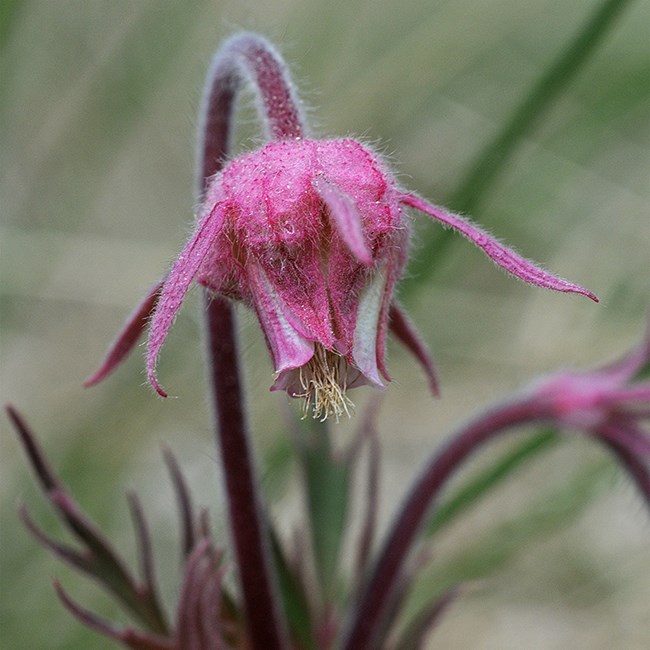 prairie smoke