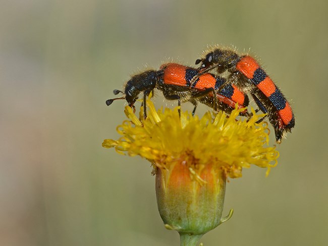 Trichodes simulator