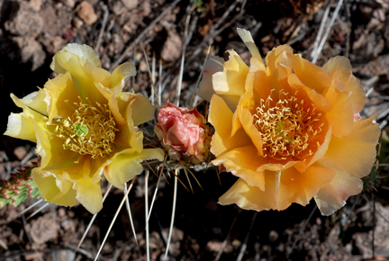 prickly pears 2 prickly pears 2