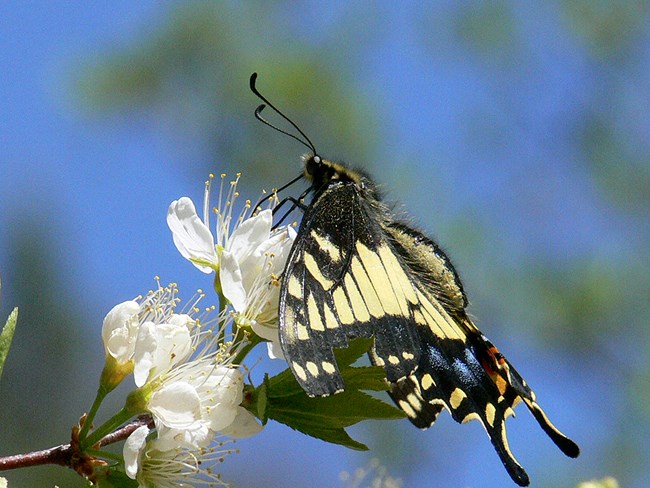 anise swallowtail