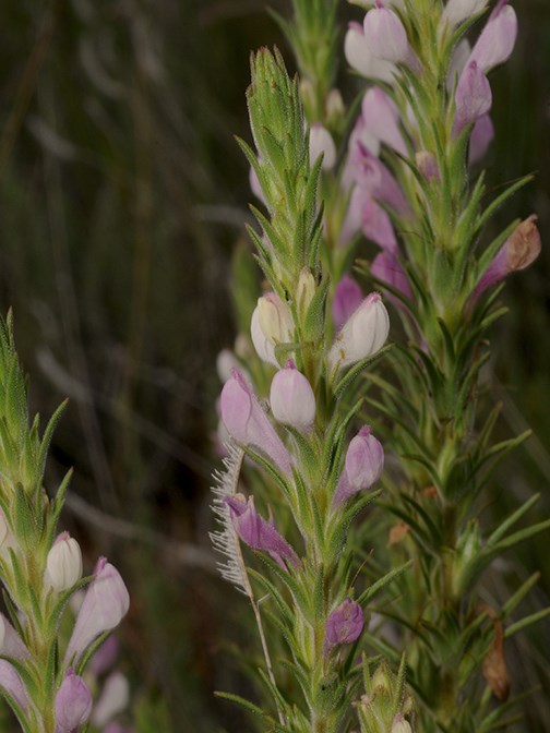 purple owl clover