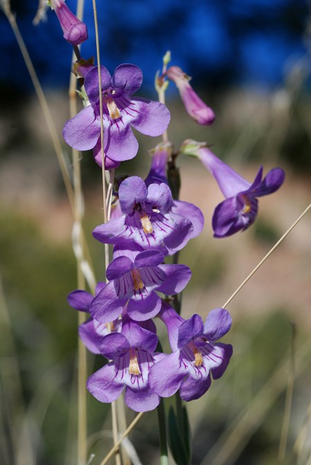 purple penstemon