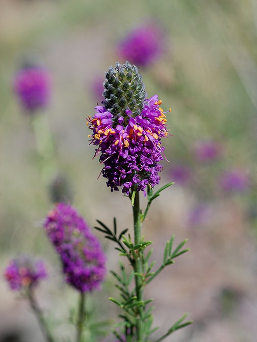 purple prarie clover