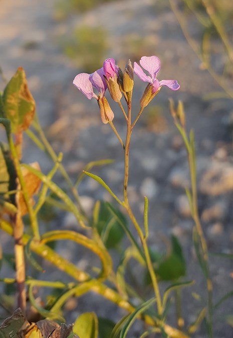 purple wallflower