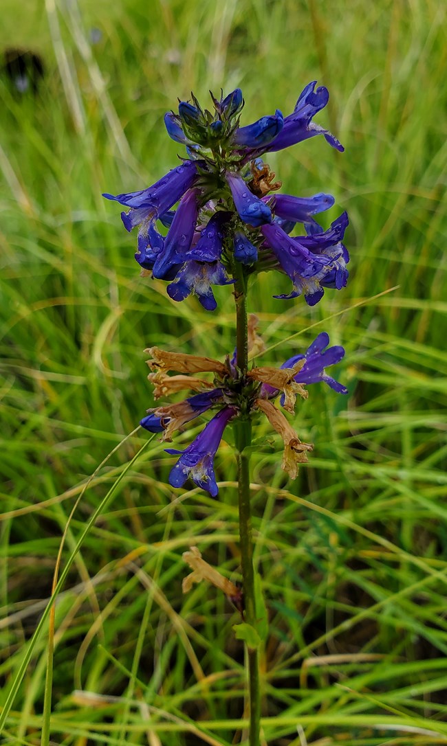 tubular purple flowers around a central stalk