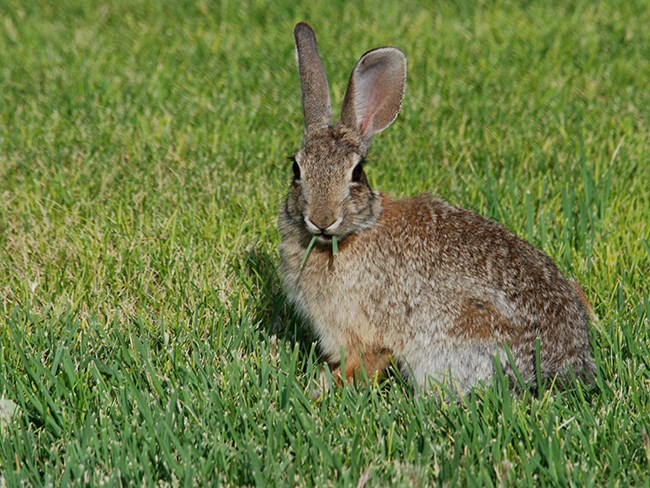 rabbit eats