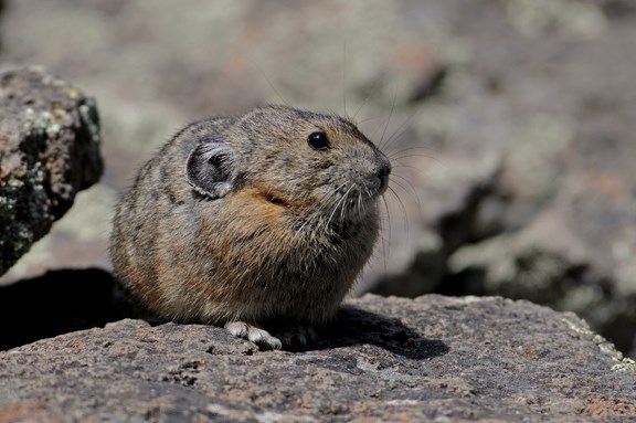 American Pikas - Bandelier National Monument (U.S. National Park Service)