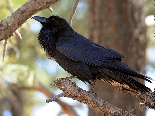 common raven