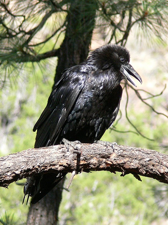 Common Raven 2