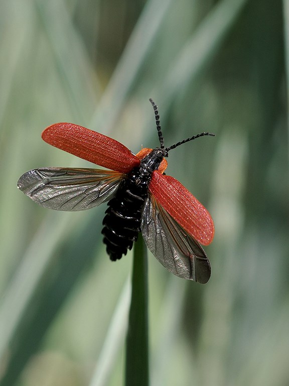 Lycus sanguinipennis