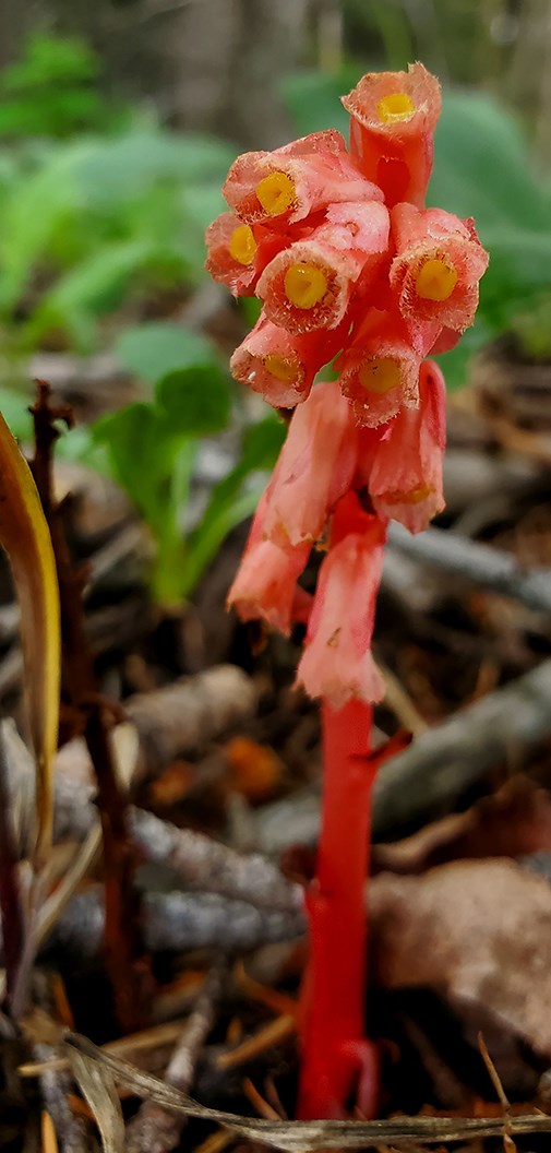 a waxy plant with red stems and tubular flowers
