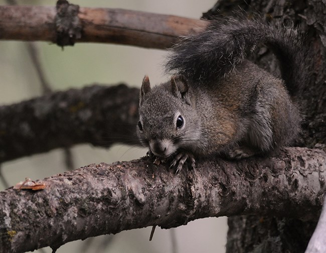 red squirrel 2