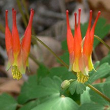 Columbine