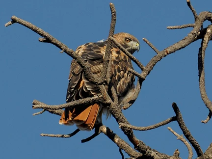 redtail 4