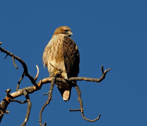 red-tailed hawk