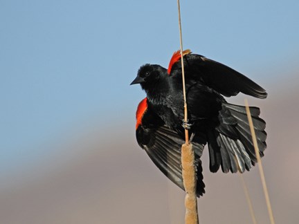 redwing blackbird