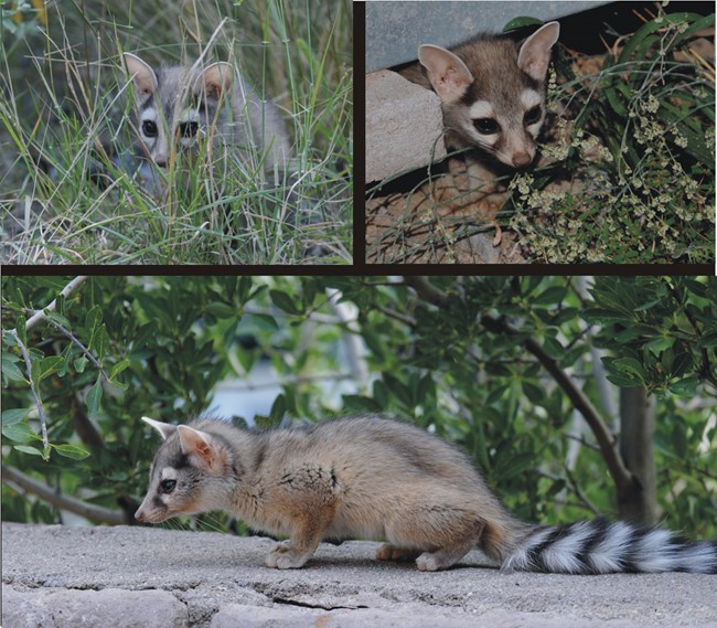 Ringtail images