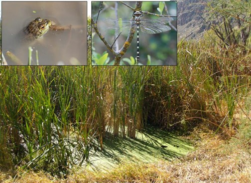 Rio Grande Wetland