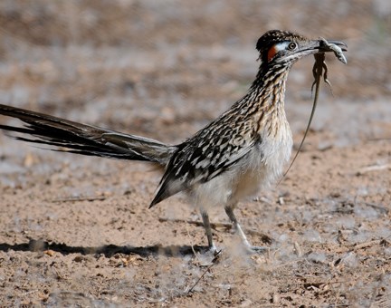 roadrunner with lizard