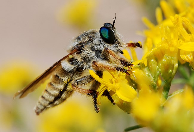 robber fly