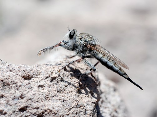 Robber Fly