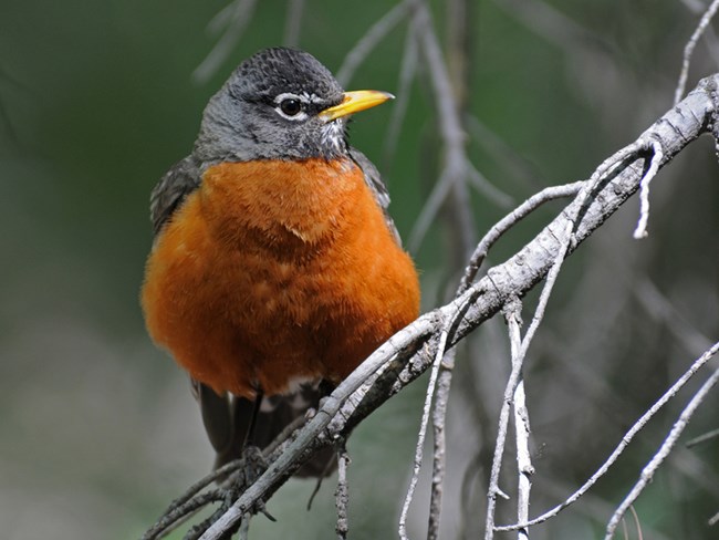 robin