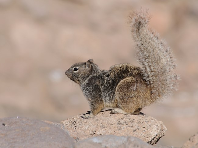 rock squirrel 2