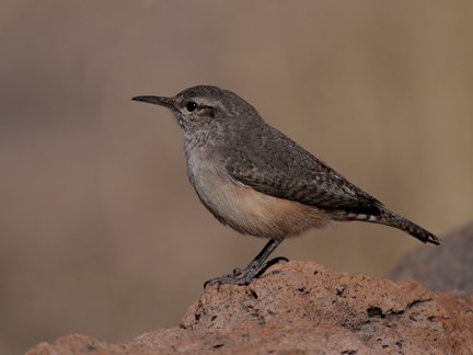 rock wren 4