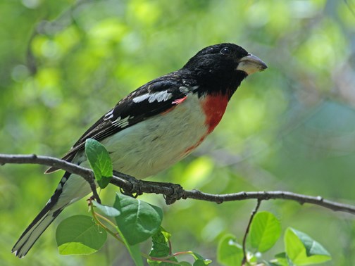 rose breasted grosbeak