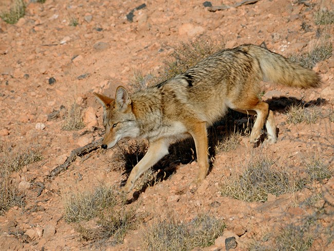 running coyote