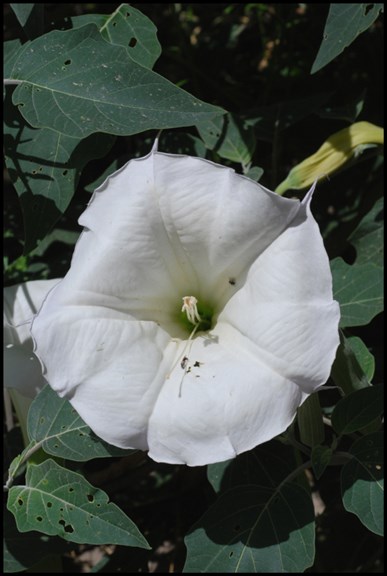 sacred datura