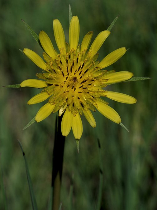 salsify