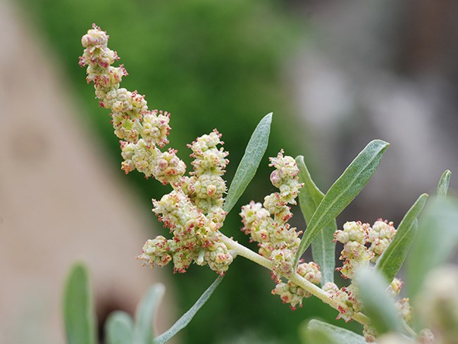 saltbush