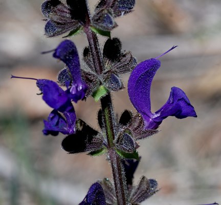 salvia 3