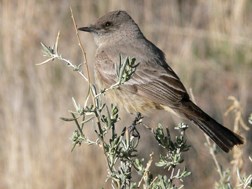 Say's Phoebe