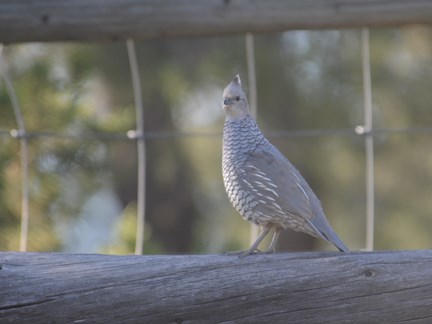 Scaled Quail