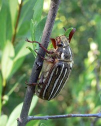 10 STRIPED JUNE BEETLE