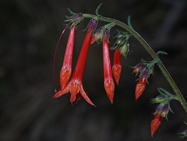 scarlet gilia